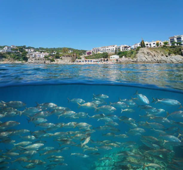 istock Spain Calella de Palafrugell coastline fish school 1166606619