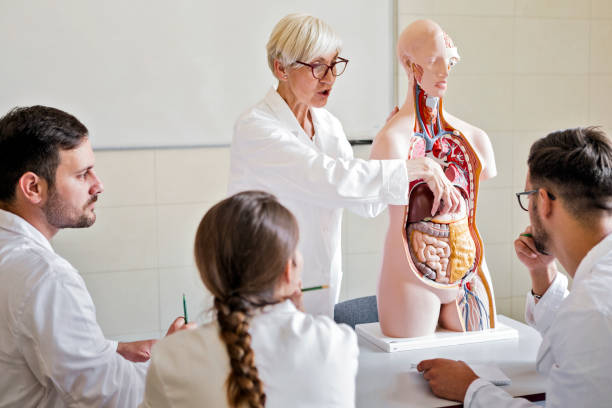 istock Students of medicine examining anatomical model with professor 1166606749