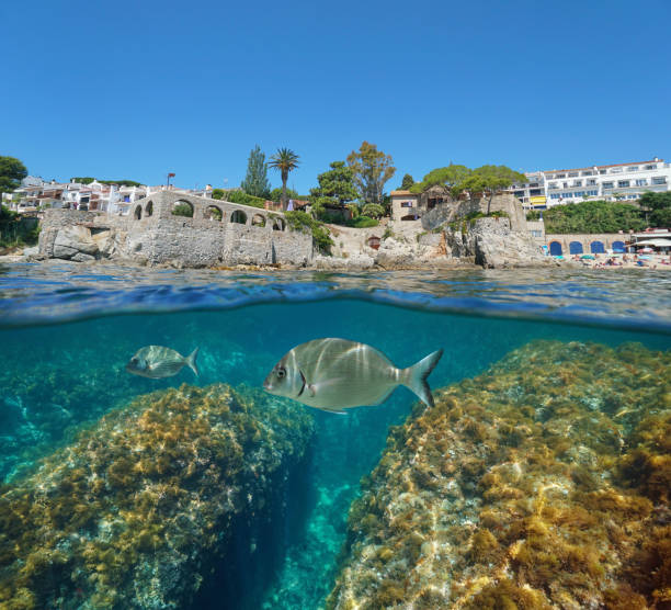 istock Spain Calella de Palafrugell coast fish underwater 1166607961