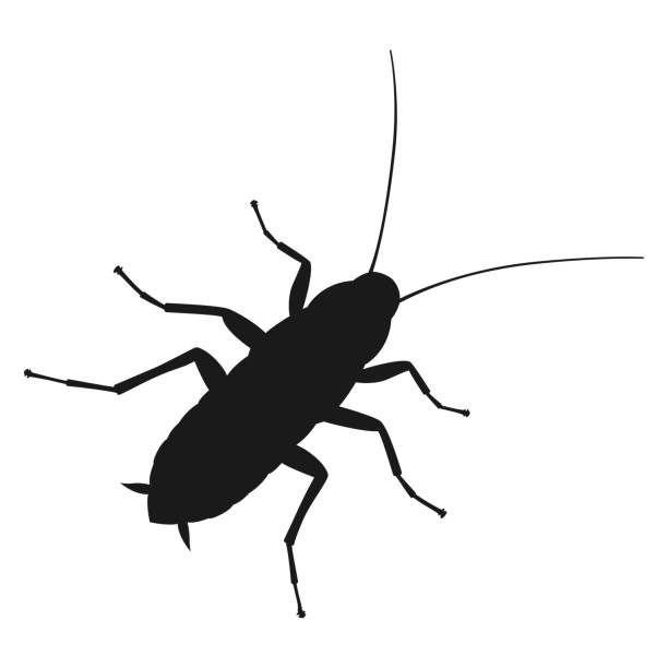 Cockroach sign Cockroach graphic sign. Cockroach silhouette close up isolated on white background. Vector illustration extreem weer stock illustrations