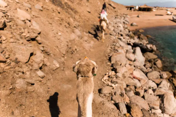 Photo of back head of a camel on a rout over seeing mountains and the sea