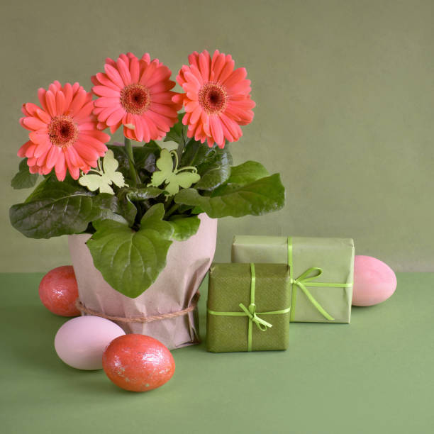 istock Coral gerbera daisy flowers and Easter eggs on green paper background, copy-space 1166608432