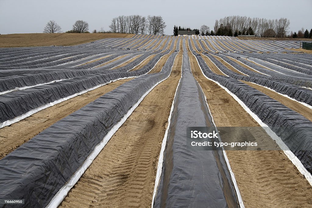 Asparagus Field Asparagus Fields in springtime, before the harvest starts. Asparagus fields in spring, before harvest. Agricultural Field Stock Photo