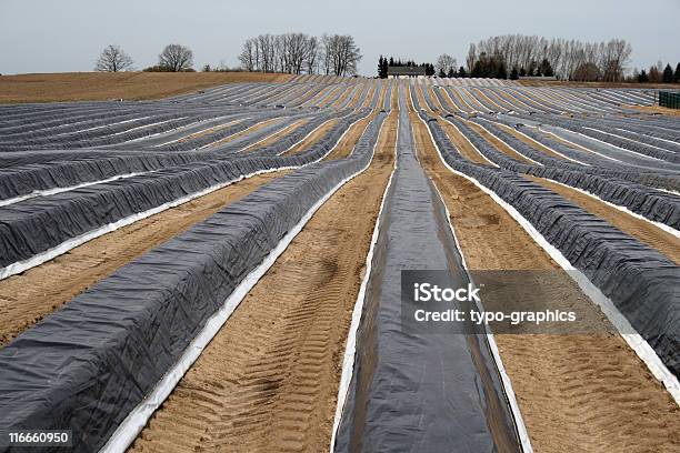Asparagus Field Stock Photo - Download Image Now - Agricultural Field, Asparagus, Agriculture