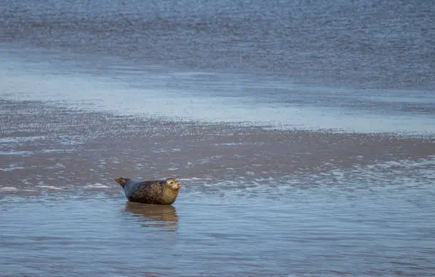 Photo of baby seal relaxing on island Norderney, the Wadden Sea germany