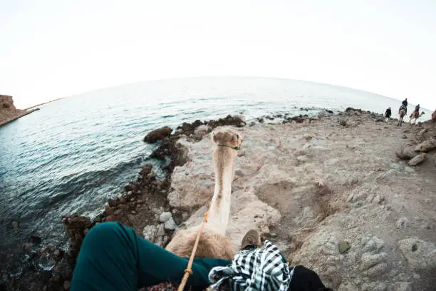 Photo of back head of a camel on a rout over seeing mountains and the sea