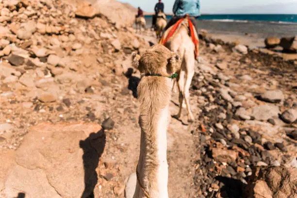 Photo of back head of a camel on a rout over seeing mountains and the sea