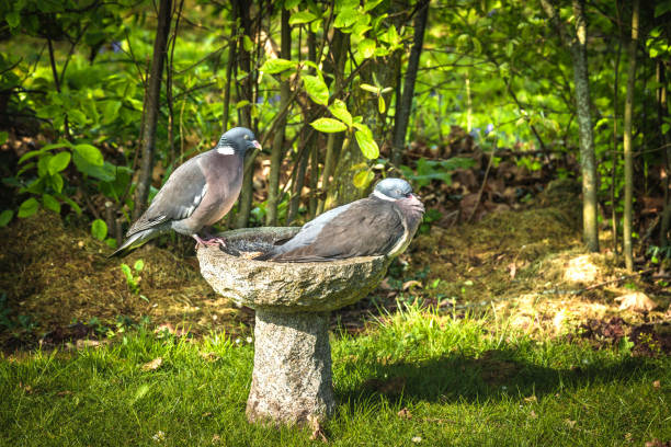 istock Pigeon couple sitting on a birdbath 1166611208