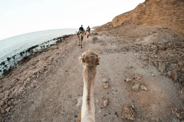 Photo of back head of a camel on a rout over seeing mountains and the sea