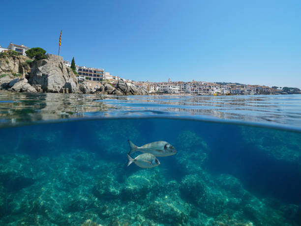 istock Spain coastline village with rocky seabed and fish 1166612021