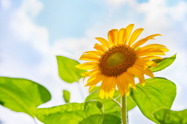 istock Sunflower in full bloom with blue sky 1166612030