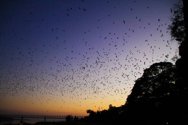 Countless Bats swarming out in the evening dusk Hpa An (Hpa-An) Cave, Myanmar: Countless Bats swarming out in the evening dusk flock of bats stock pictures, royalty-free photos & images