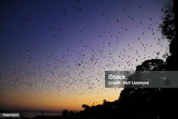Countless Bats Swarming Out In The Evening Dusk Stock Photo - Download Image Now - Bat - Animal, Myanmar, Flying