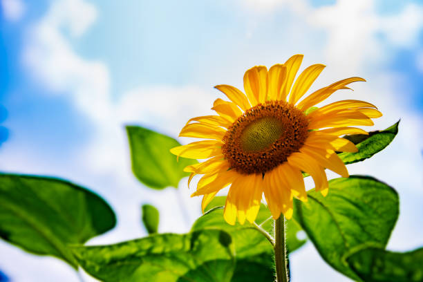 girasol en plena floración con cielo azul - agosto fotografías e imágenes de stock