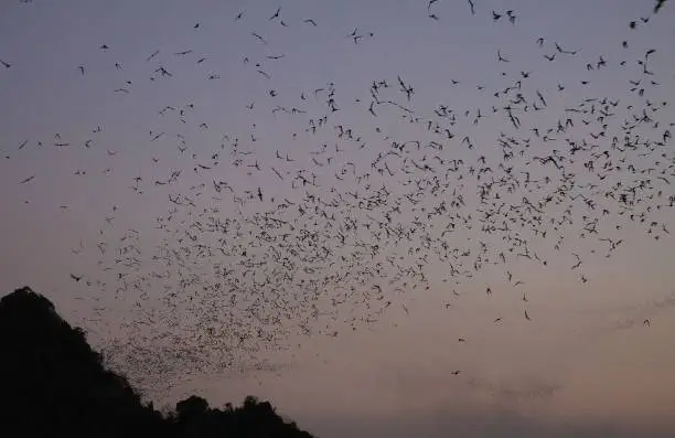 Hpa An (Hpa-An) Cave, Myanmar: Countless Bats swarming out in the evening dusk