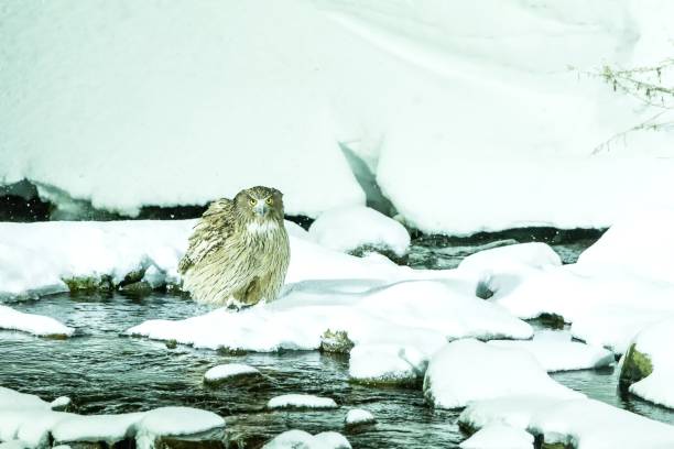 Blakiston's fish owl, bird hunting in fish in cold water creek, unique natural beauty of Hokkaido, Japan, birding adventure in Asia, big fishing bird in winter scene, wildlife, endangered species búho de blakiston, caza de aves en peces en el arroyo de agua fría, belleza natural única de hokkaido, japón, aventura de observación de aves en asia, gran ave de pesca en la escena de invierno, vida silvestre, especies en peligro de extinción