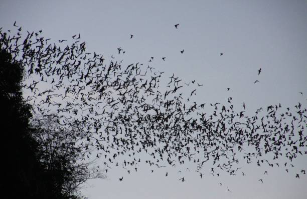 istock Countless Bats swarming out in the evening dusk sky 1166614077
