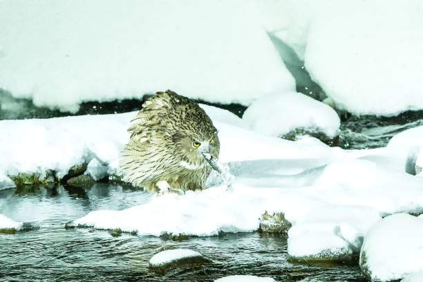Blakiston's fish owl, bird hunting in fish in cold water creek, unique natural beauty of Hokkaido, Japan, birding adventure in Asia, big fishing bird in winter scene, wildlife, endangered species búho de blakiston, caza de aves en peces en el arroyo de agua fría, belleza natural única de hokkaido, japón, aventura de observación de aves en asia, gran ave de pesca en la escena de invierno, vida silvestre, especies en peligro de extinción