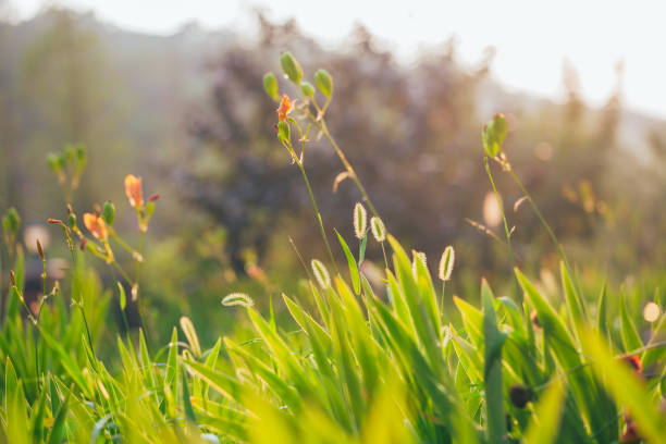 background, season, beautiful, dandelion, blossom, garden, floral, light, yellow, outdoor, after rain, drops, rain, natural, wallpaper, dog tail grass, macro, closeup, grass, green, fleece, poster, single, unmanned, concise, composition, flower, nature, plant, summer, spring, seed, white, flora, meadow, weed, field, fluffy, beauty, development