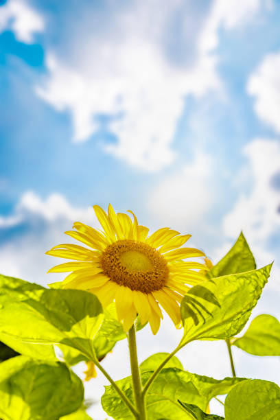 istock Sunflower in full bloom with blue sky 1166615007