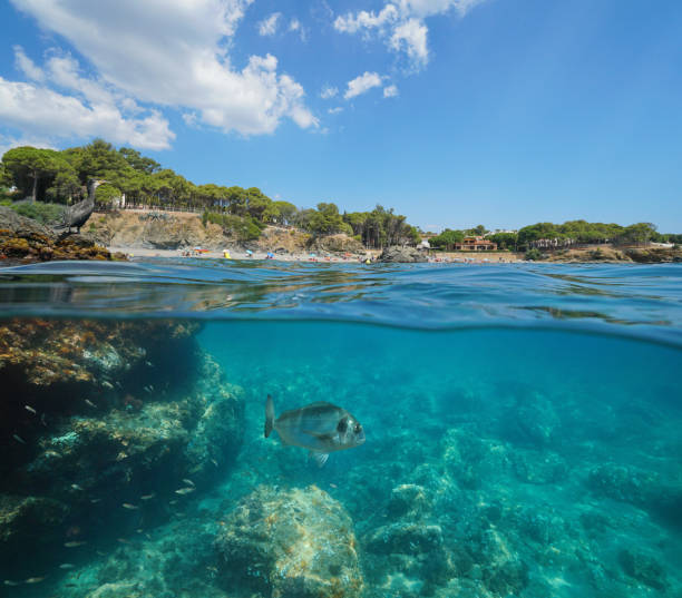 istock Spain coastline cormorant on rock fish underwater 1166615261