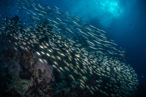 istock school of Yellow stripe trevally fish 1166616419