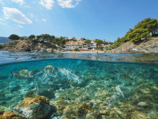 istock Spain coastline with fish underwater Llanca 1166616430