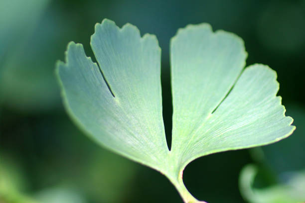 image of gingko, ginkgo leaf and leaves growing on tree with blurred leaf garden wallpaper background, ginkgo biloba, maidenhair tree fossil tree growing in garden herbal medicinal properties for ginseng, vitamins, prevent alzheimer's dementia memory loss - ginkgo ginkgo tree chinese medicine healthcare and medicine imagens e fotografias de stock
