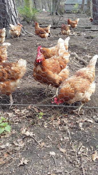 istock Set of chickens feeding 1166617106