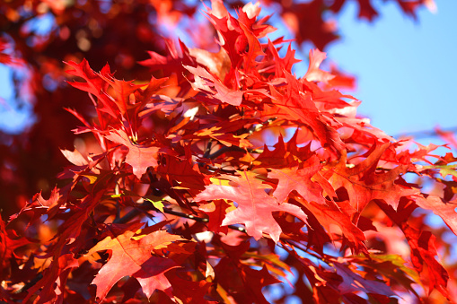 Stock photo of bright red autumn leaves of American oak tree / Northern red oak (quercus rubra) on branches glowing with orange fiery fall colours against blue sky and sunshine, autumnal wallpaper background of red leaves about to fall to forest floor from tree