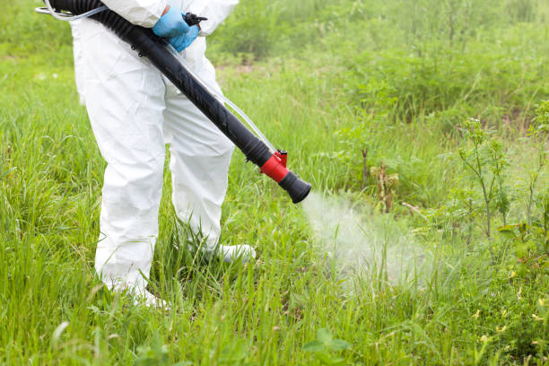istock Man in protective workwear spraying herbicide on ragweed 1166617191