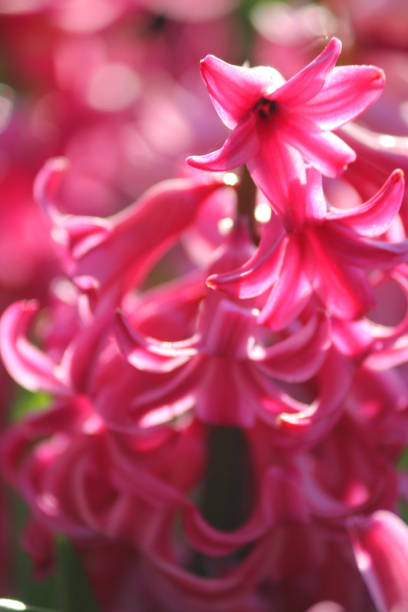 Stock photo of bright pink hyacinth flowers from spring bulbs, growing on garden pot on patio in full sunshine sun, close-up macro image of petals on flowering hyacinth pink pearl blooms and blossoms in full flower with blurred floral gardening background imagen de flores de jacinto rosa brillante de bulbos de primavera, creciendo en la olla del jardín en el patio a pleno sol, imagen macro de cerca de pétalos en floración de perlas rosadas jacinto flores y flores en plena flor con fondo de jardinería fl