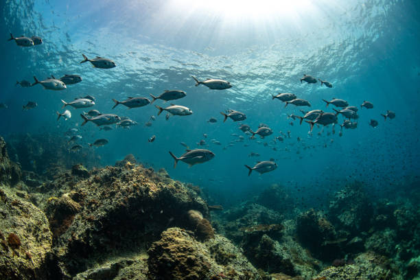 istock school of Trevallies fish underwater 1166617207