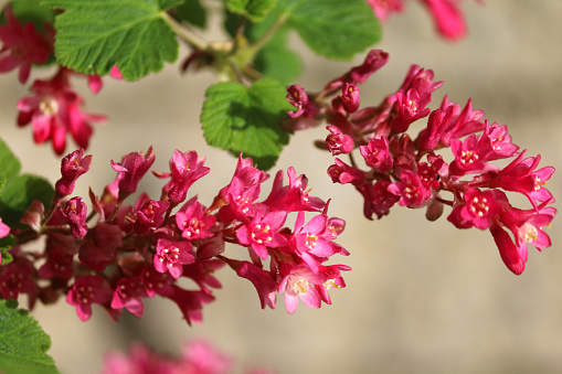Stock photo of red currant flowers  closeup in full bloom, bushy deciduous Ribes sanguineum 'Pulborough Scarlet' shrub in spring garden with pink / crimson red flower petals, spikes, leaves and pollen, flowering currant with gardening background