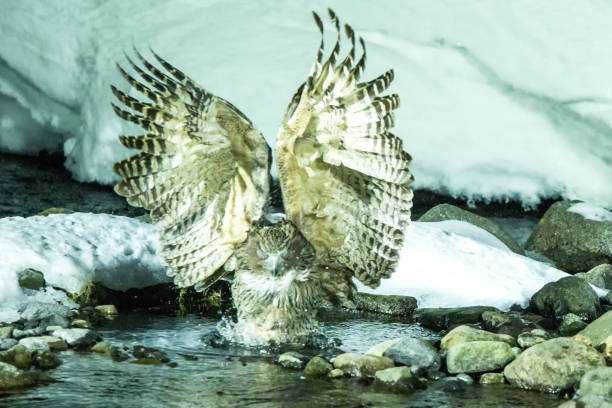 ブラキストンの魚フクロウ、冷たい水の小川で魚狩り、北海道のユニークな自然の美しさ、アジアの鳥の冒険、冬のシーンで大きな釣り鳥、野生動物、絶滅危惧種 - animal day owl one animal ストックフォトと画像