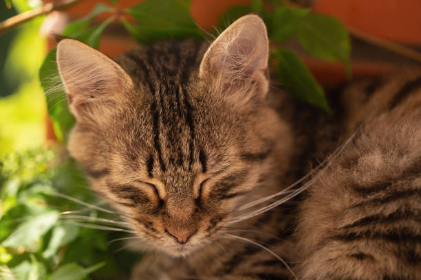 istock sleeping cat lies at garden, close up 1166617721