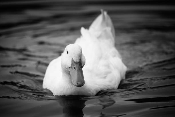 istock Nice snow white goose on lake nature wild birds 1166617855