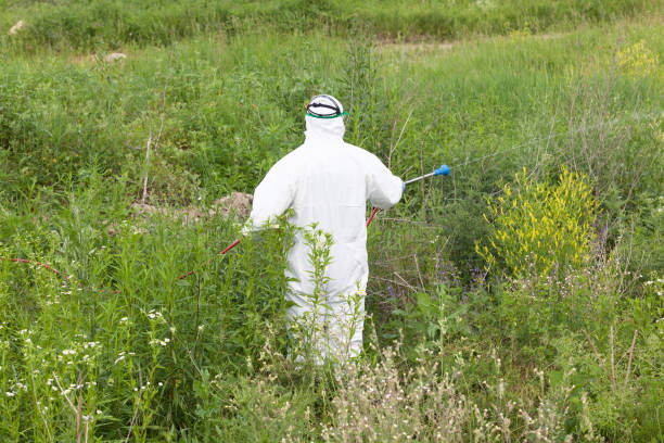istock Man in protective workwear spraying herbicide on ragweed 1166618637