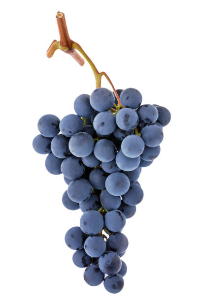 istock Grape bunch isolated. Blue dark purple berry grapes isolated on white background. 1166619654