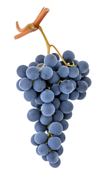 Blue purple dark wine grape bunch isolated on white background as detail for packaging design