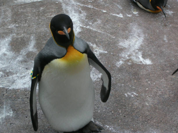istock Emperor penguin looking up at thecamera 1166620519