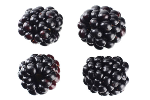 istock blackberries isolated on a white background. top view 1166620632