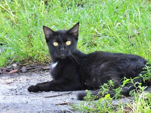istock Feral Black Cat (Felis catus) looking at the camera 1166620754