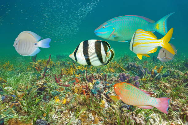 istock Underwater colorful tropical fish Caribbean sea 1166620907