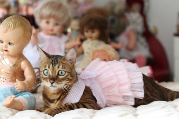gatto in abito da principessa circondato da bambole - domestic room child furniture nobody foto e immagini stock