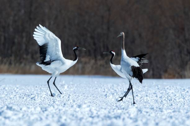 istock Dancing red crowned cranes (grus japonensis) with open wings on snowy meadow, mating dance ritual, winter, Hokkaido, Japan, japanese crane, beautiful white and black birds, elegant, wildlife 1166623667