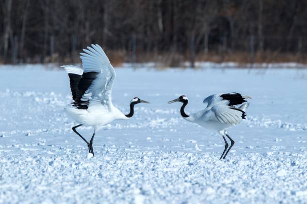istock Dancing red crowned cranes (grus japonensis) with open wings on snowy meadow, mating dance ritual, winter, Hokkaido, Japan, japanese crane, beautiful white and black birds, elegant, wildlife 1166623671