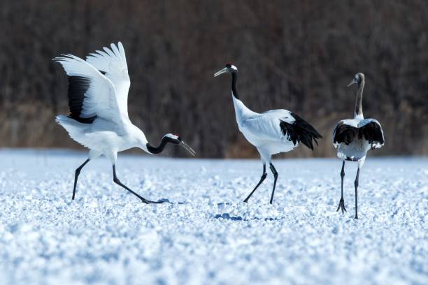 istock Dancing red crowned cranes (grus japonensis) with open wings on snowy meadow, mating dance ritual, winter, Hokkaido, Japan, japanese crane, beautiful white and black birds, elegant, wildlife 1166623672