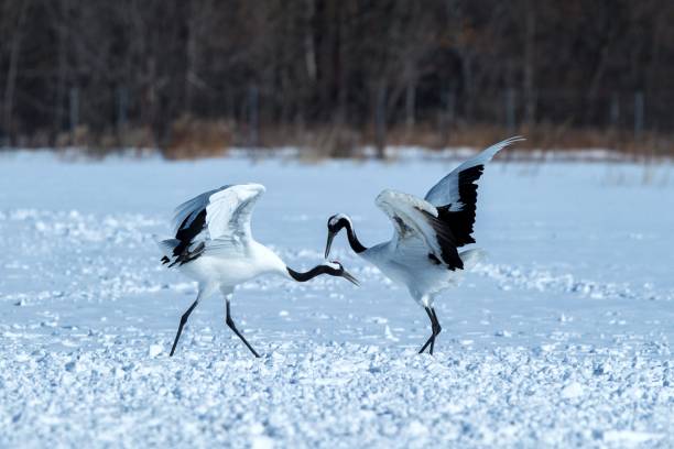 istock Dancing red crowned cranes (grus japonensis) with open wings on snowy meadow, mating dance ritual, winter, Hokkaido, Japan, japanese crane, beautiful white and black birds, elegant, wildlife 1166623685