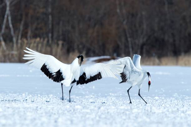 istock Dancing red crowned cranes (grus japonensis) with open wings on snowy meadow, mating dance ritual, winter, Hokkaido, Japan, japanese crane, beautiful white and black birds, elegant, wildlife 1166623778